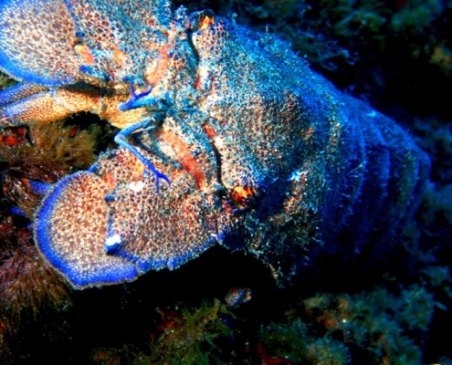 especies marinas en Menorca, Marine species in Menorca