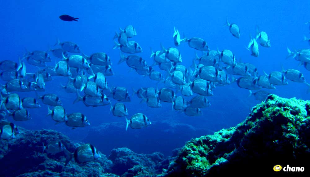 banco de peces Menorca, Fish bank Menorca.