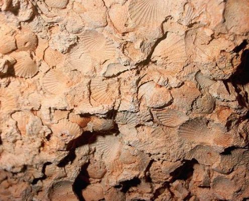 fósiles Menorca, fossils Menorca