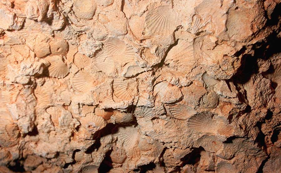 fósiles Menorca, fossils Menorca