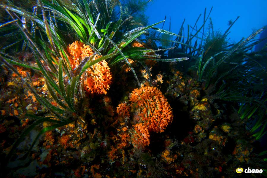 Coral en Menorca, Coral in Menorca