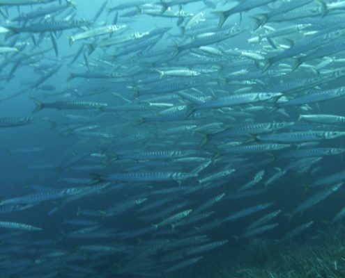 barracudas en Menorca, barracudas in Menorca